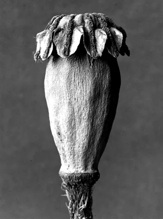 Papaver orientale, Oriental poppy, seed head