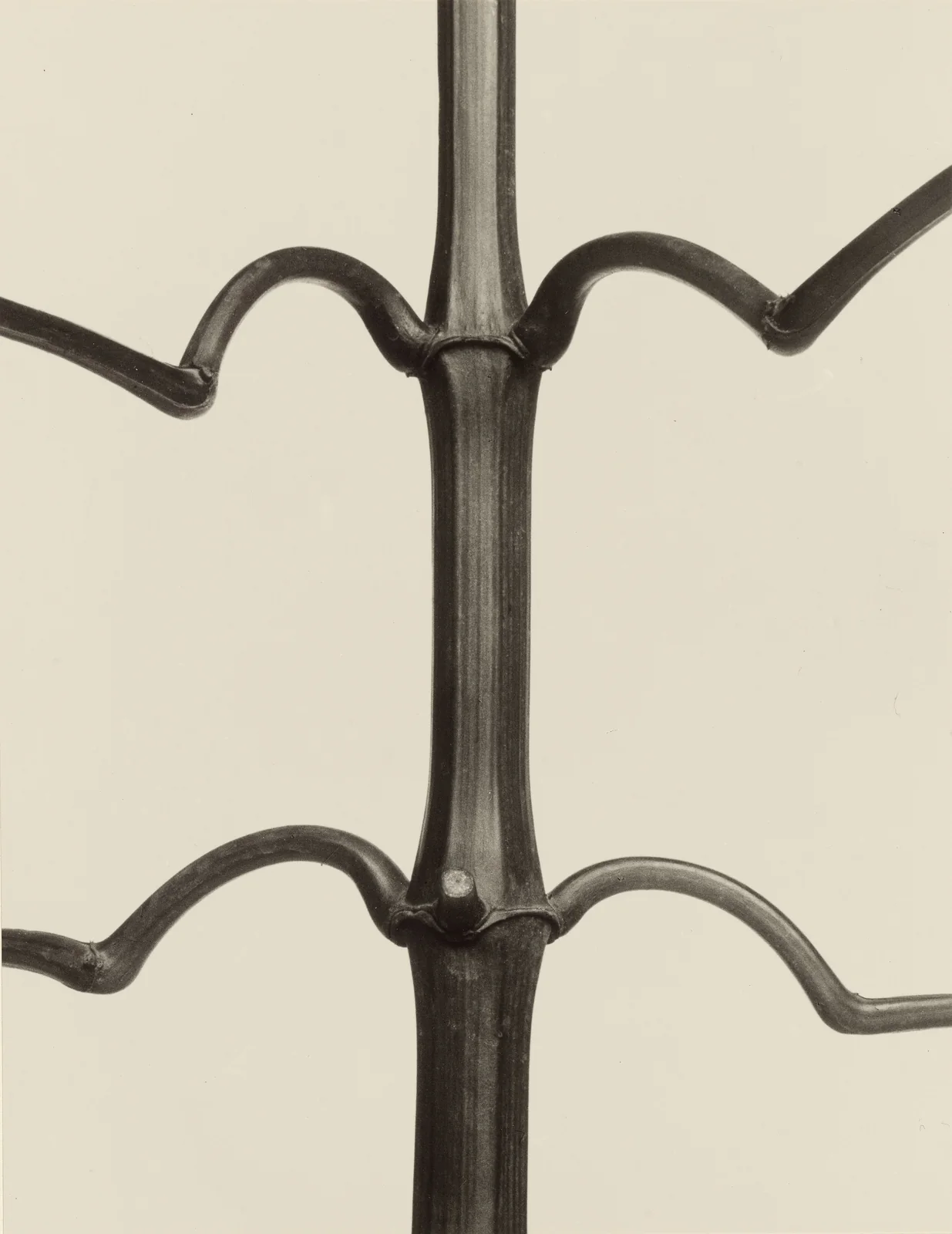 Impatiens glandulifera, Himalayan balsam, photographed by Karl Blossfeldt