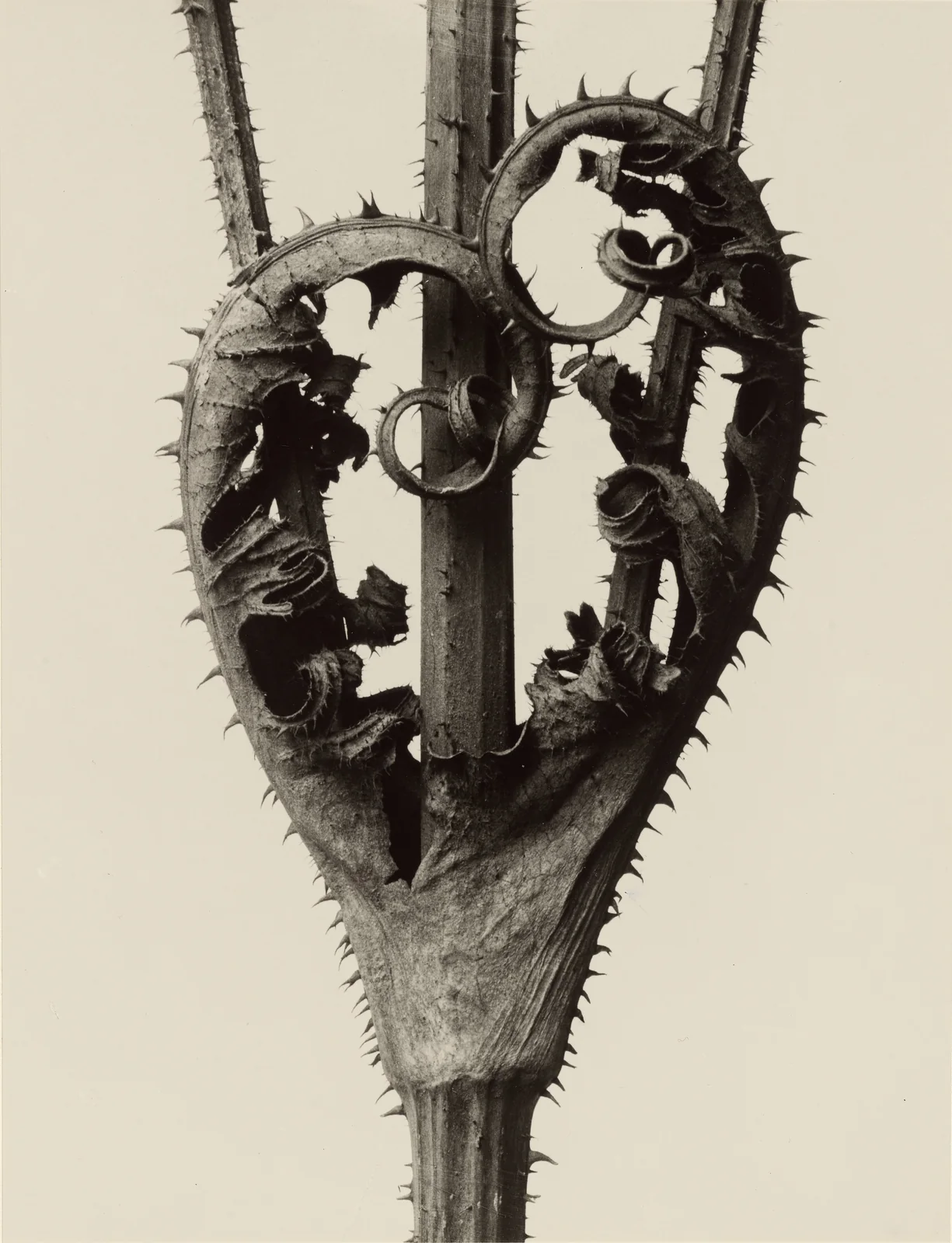 Dipsacus laciniatus, cut-leaved teasel, by Karl Blossfeldt