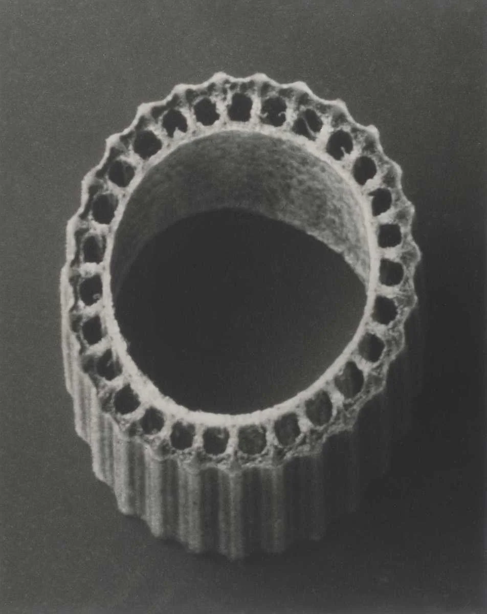 Equisetum hyemale, Rough horsetail, photographed by Karl Blossfeldt