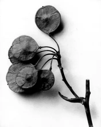 Ptelea trifoliata, Hoptree, wafer ash