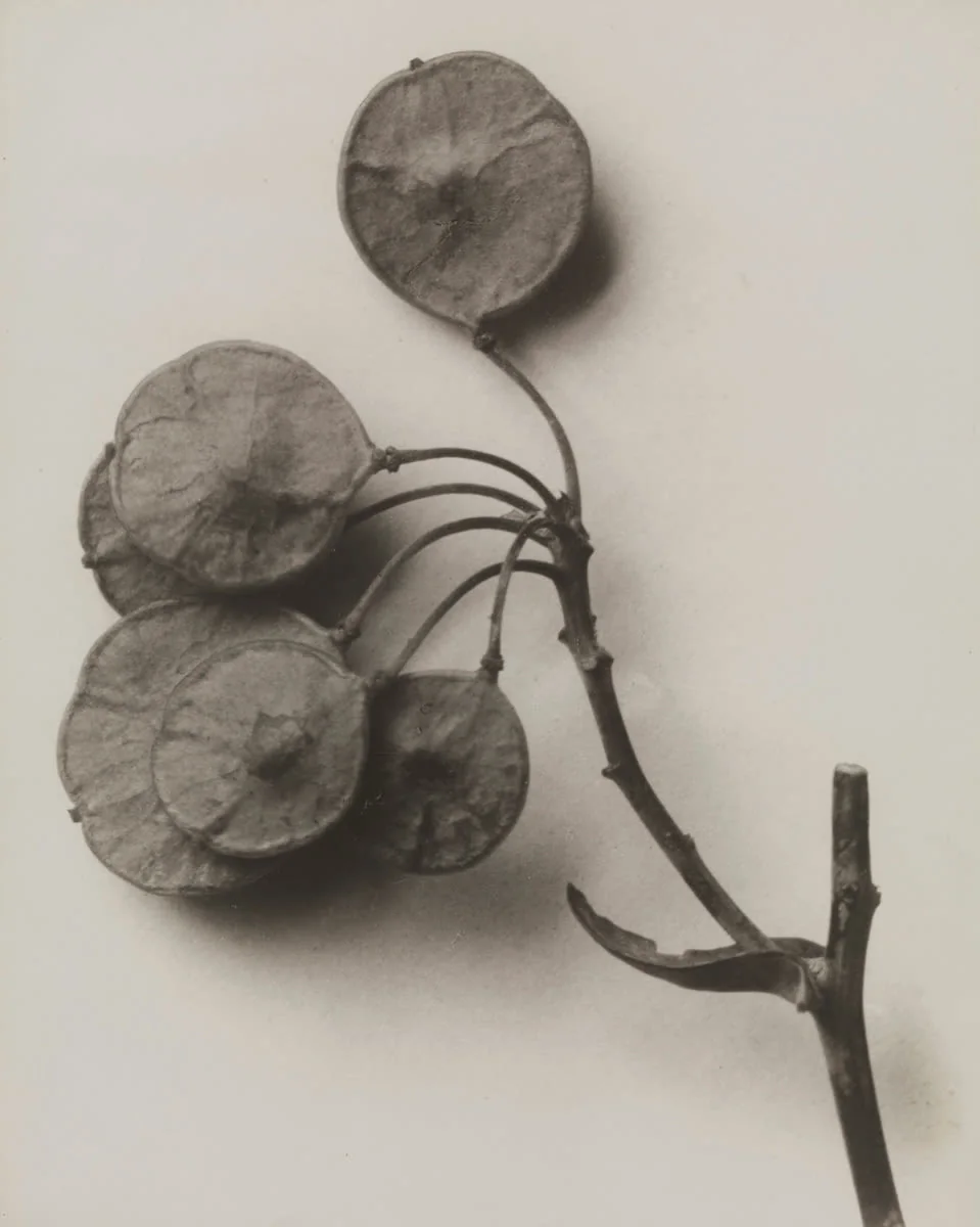 Ptelea trifoliata, Hoptree, wafer ash, photographed by Karl Blossfeldt