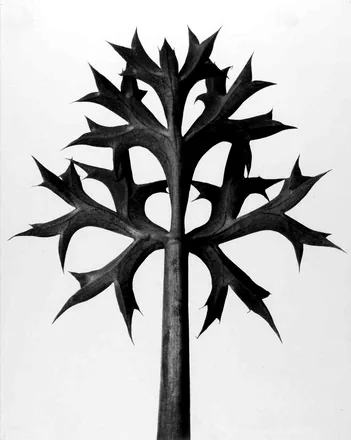 Eryngium bourgatii, Mediterranean sea holly