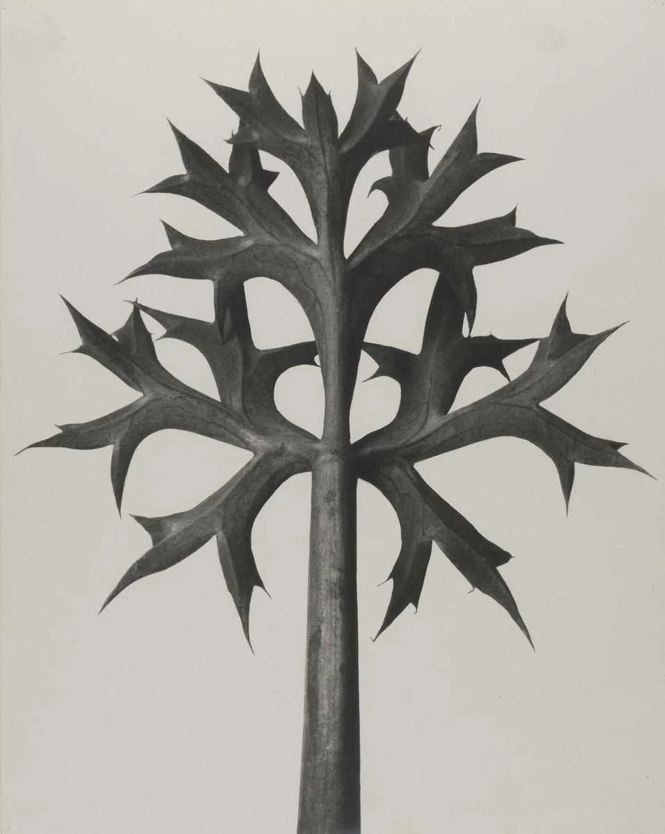 Eryngium bourgatii, Mediterranean sea holly, by Karl Blossfeldt