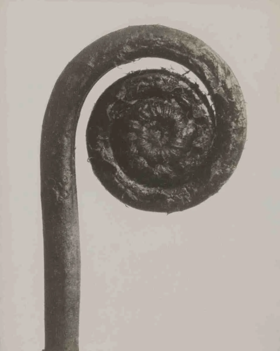 Adiantum pedatum, a fern crosier, by Karl Blossfeldt