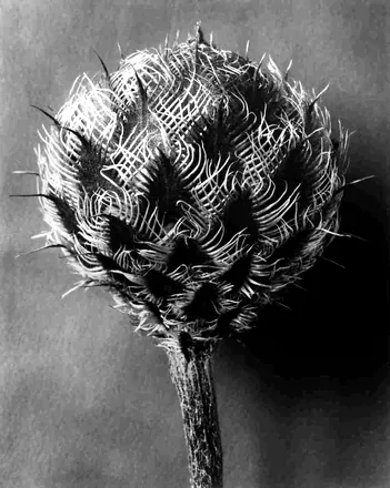 Centaurea kotschyana, A knapweed, flower bud