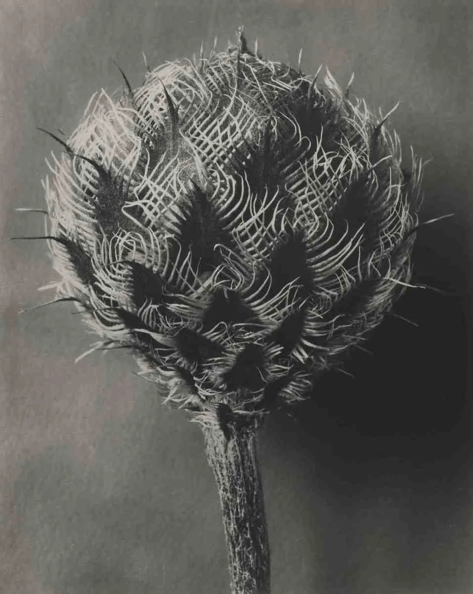Centaurea kotschyana, a knapweed bud, by Karl Blossfeldt