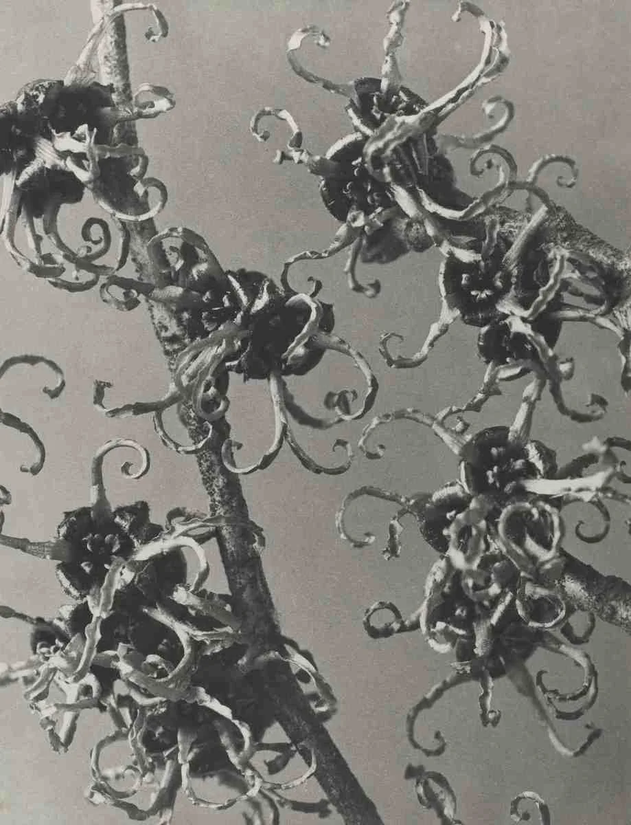 Hamamelis japonica, Japanese witch-hazel, photographed by Karl Blossfeldt