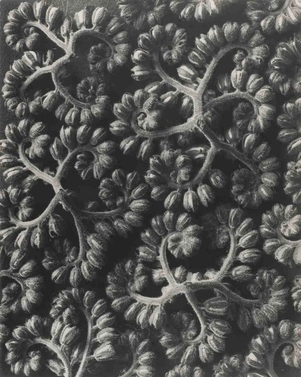 Phacelia congesta, Phacelia, photographed by Karl Blossfeldt