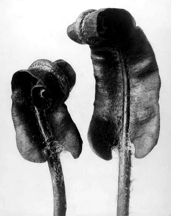 Phyllitis scolopendrium, Hart’s-tongue fern