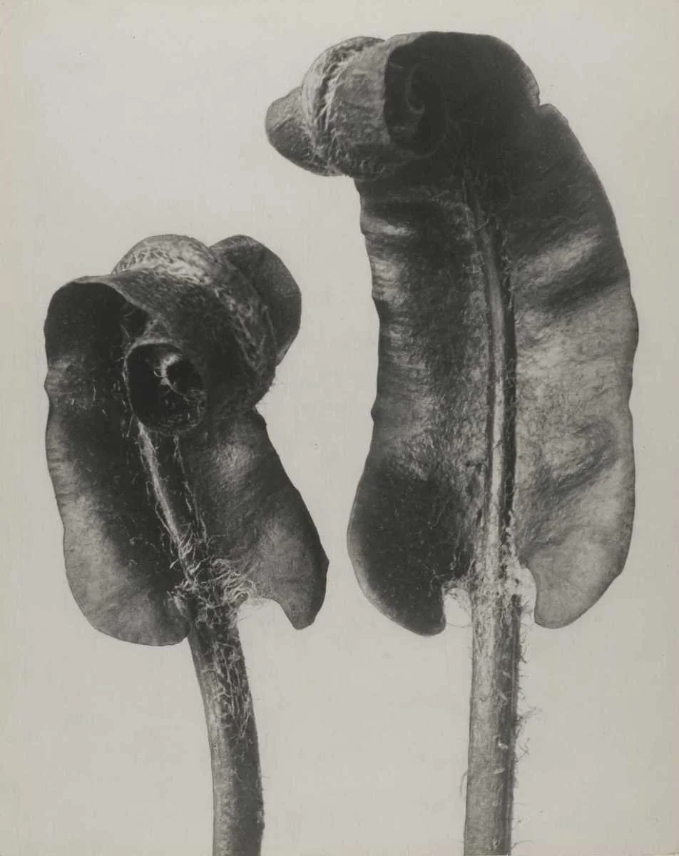 Phyllitis scolopendrium, Hart’s-tongue fern, photographed by Karl Blossfeldt
