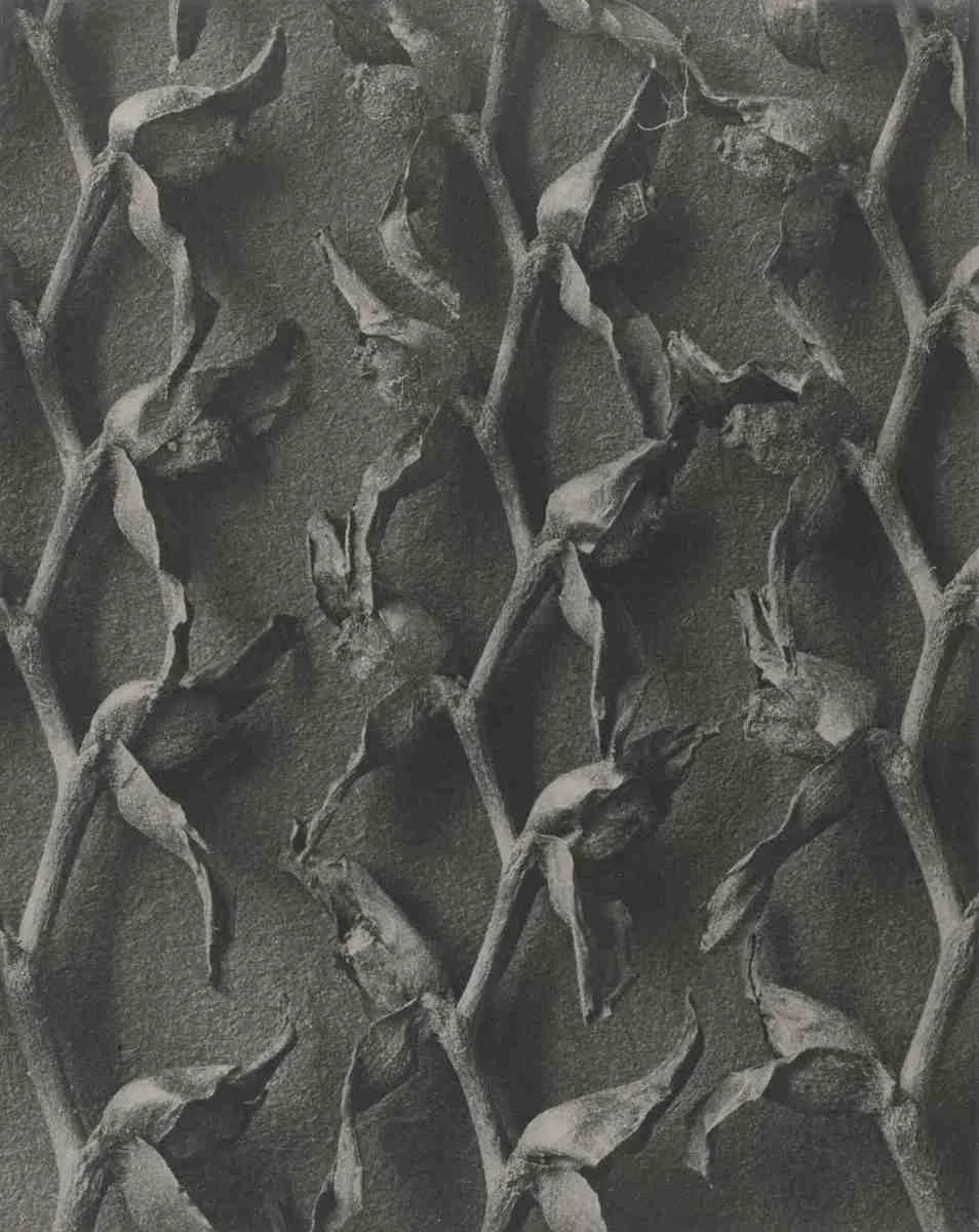Tritonia crocosmiflora, Montbretia, photographed by Karl Blossfeldt