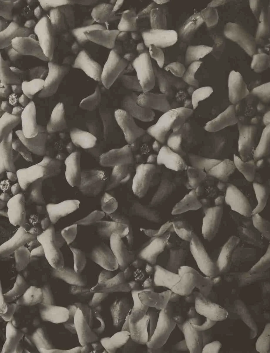 Vincetoxicum album, White swallow-wort, photographed by Karl Blossfeldt