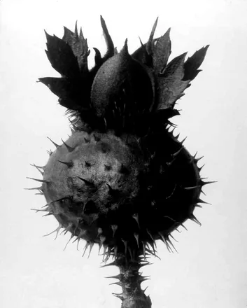 Datura, Thorn apple