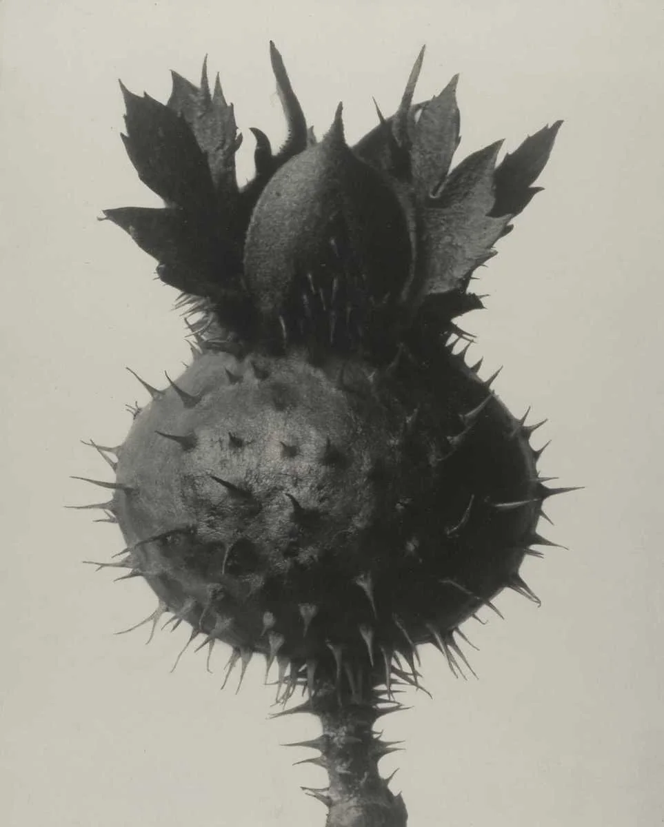 Datura, Thorn apple, photographed by Karl Blossfeldt