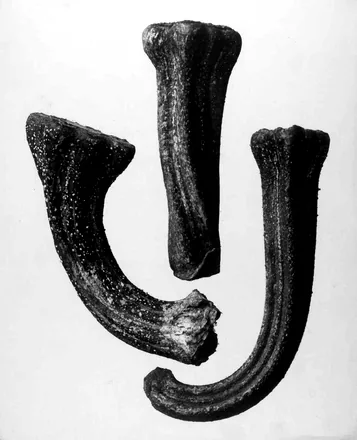 Cucurbita, Squash