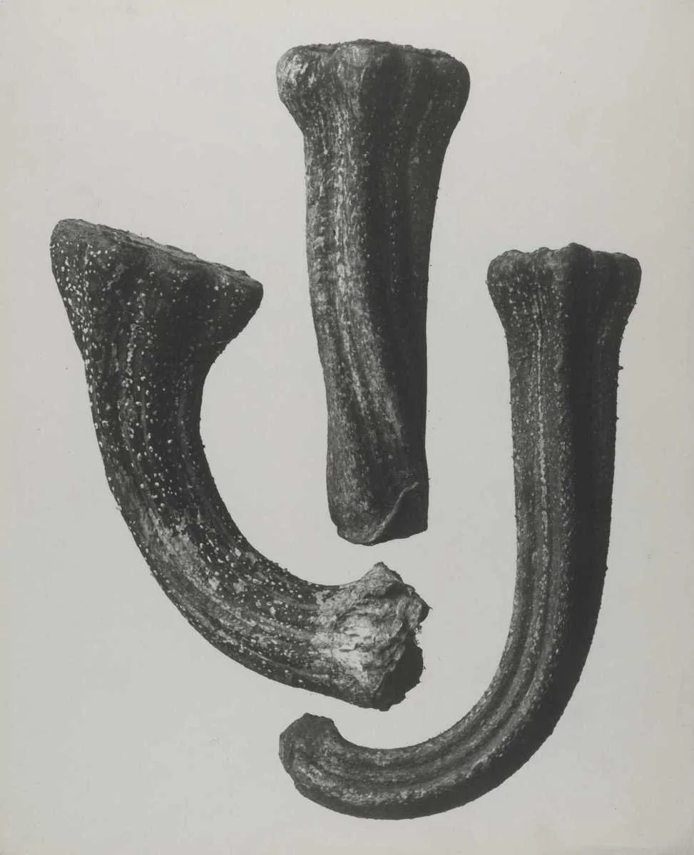 Cucurbita, Squash, photographed by Karl Blossfeldt