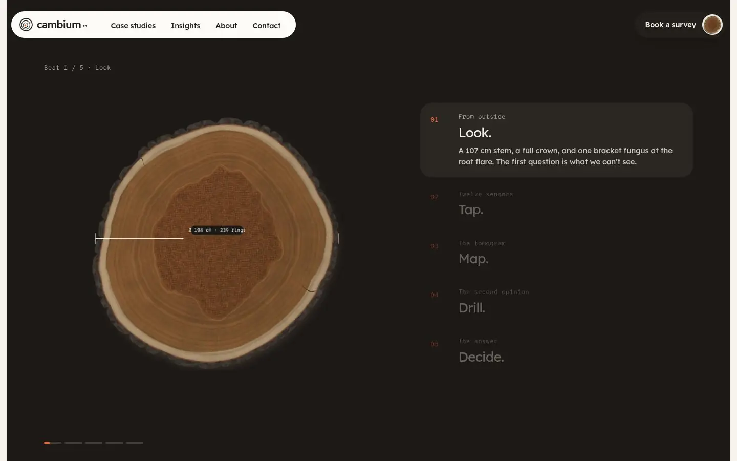 CAMBIUM: home, further down