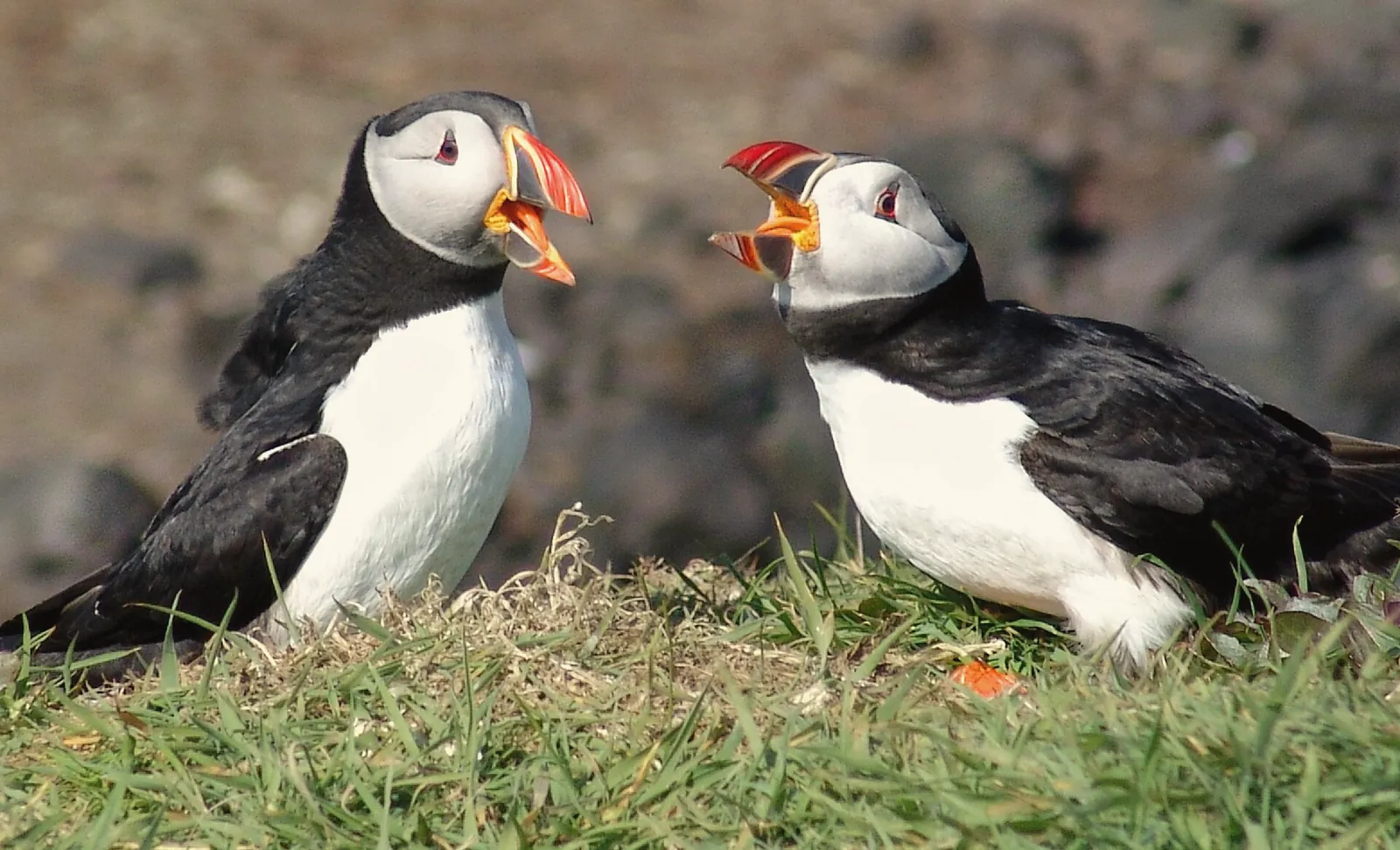 Two Atlantic puffins on a grassy clifftop