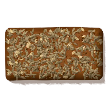 Seeded rye, seen from above