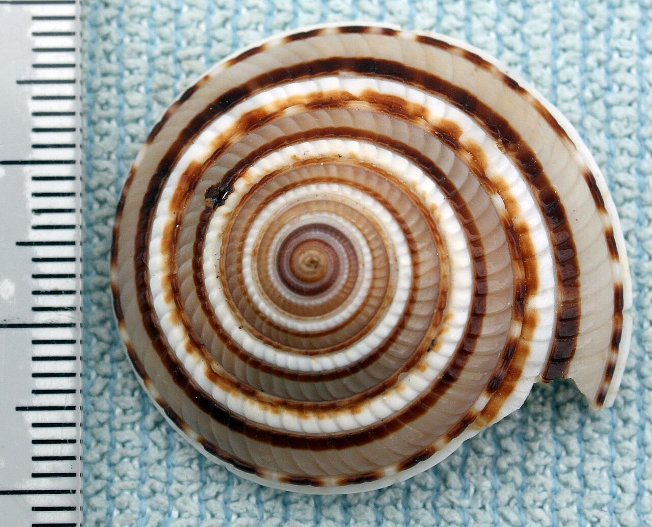 A perspective sundial seen from above beside a ruler: brown and white spirals round a deep centre.