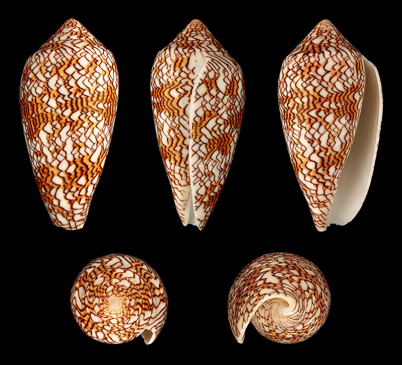 A textile cone from five sides: brown network of lines round white triangles.