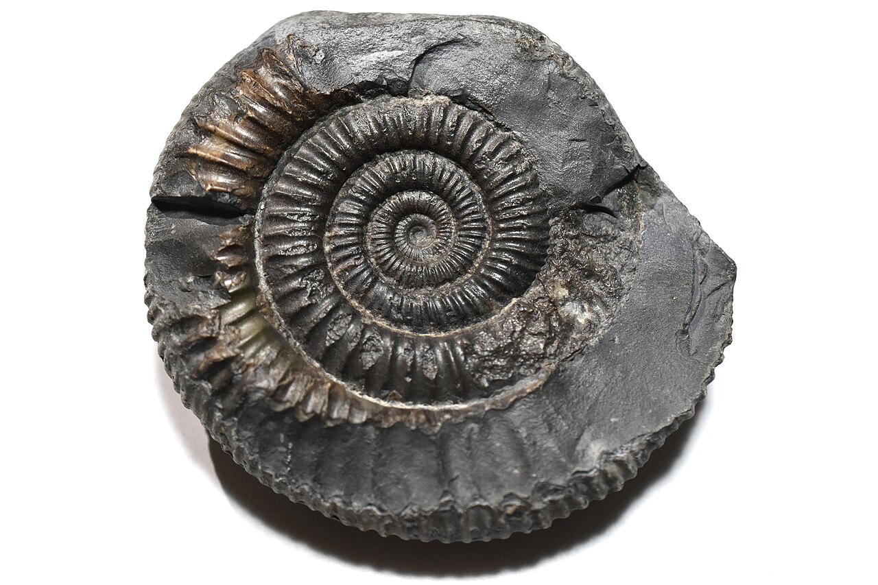 A dark grey ammonite fossil with close, forking ribs.