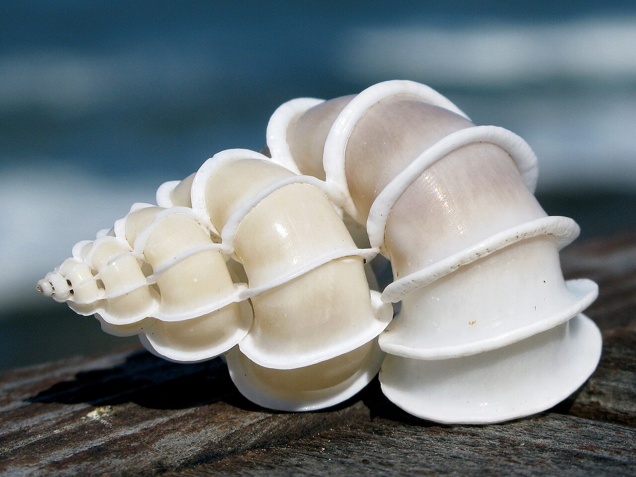 A white precious wentletrap on a rock, its loose whorls held by thick ribs.