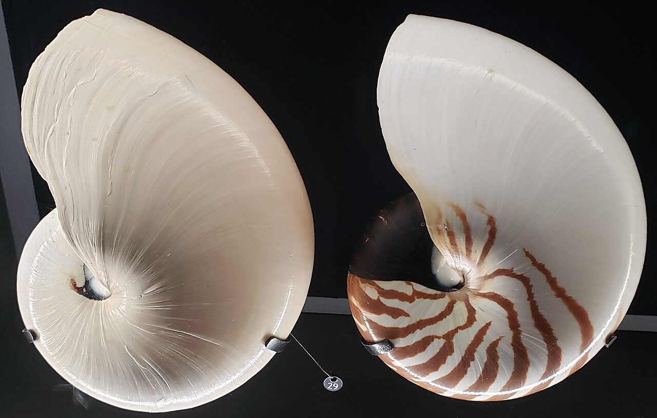 Two nautilus shells on a dark stand: a white one and one with brown stripes on its flanks.