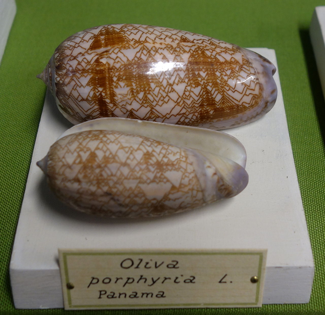 Two tent olives on a museum mount with a handwritten label, cream with chestnut zigzag lines.