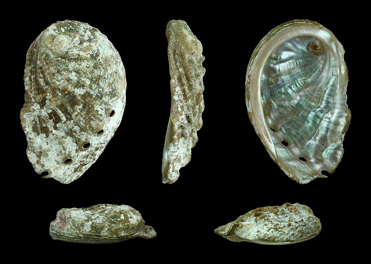 A green ormer from five sides: the rough green outside, the row of breathing holes, and the mother-of-pearl inside.