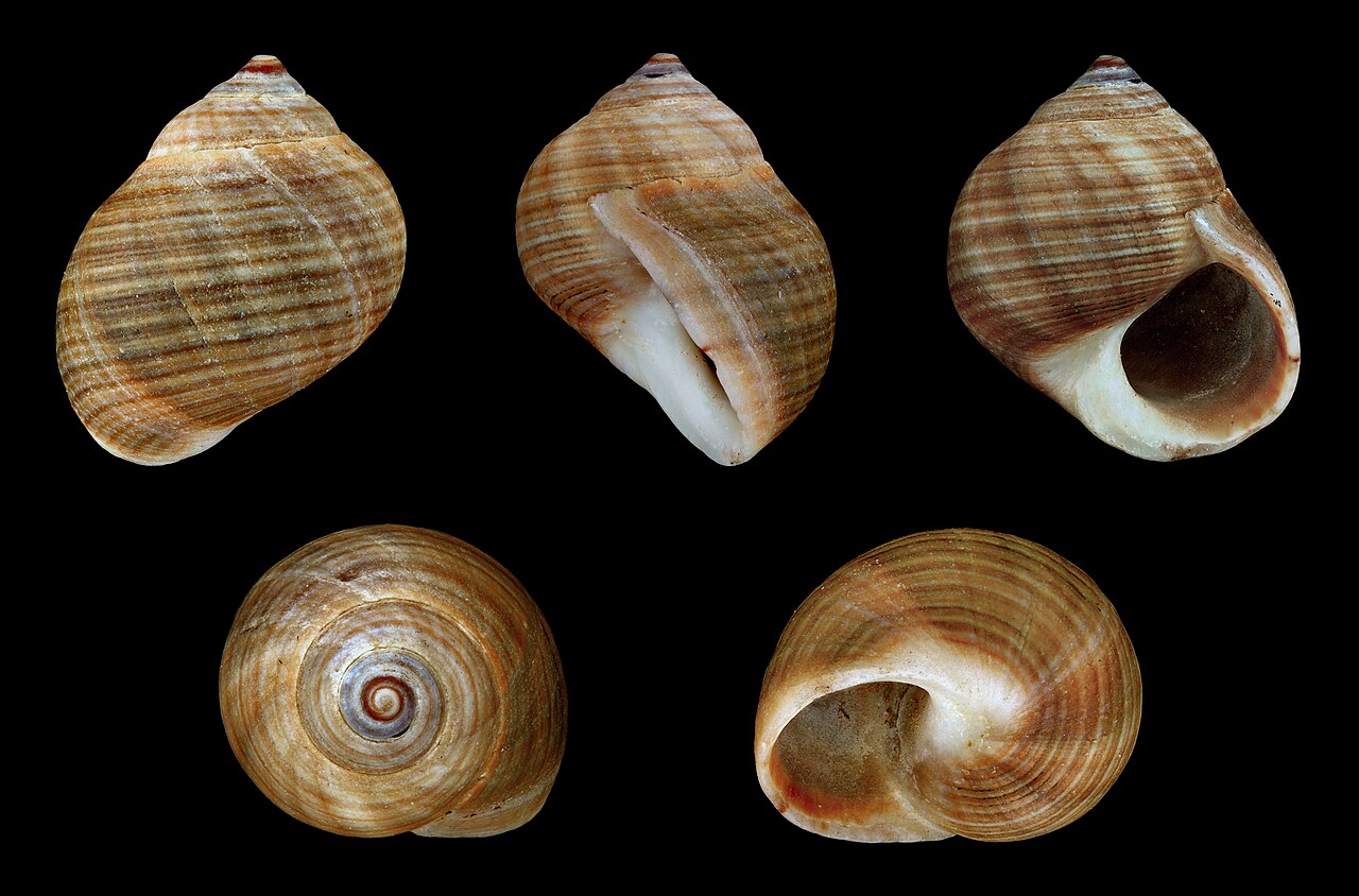 Five common periwinkle shells from different sides: brown with fine spiral lines, the opening dark inside.