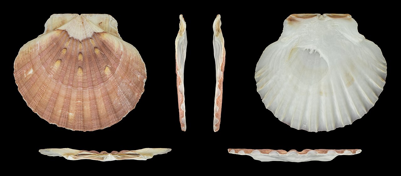 A king scallop's valves from above, the side and below: pink ribs outside, white inside.