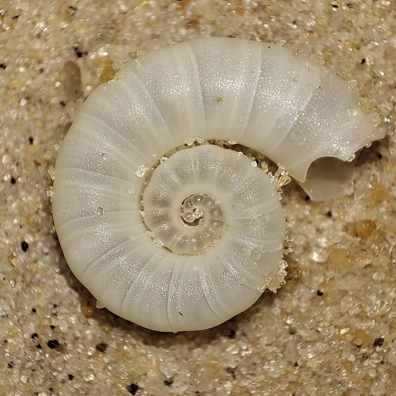 A white ram's horn squid shell lying on sand, its loose coil open in the middle.