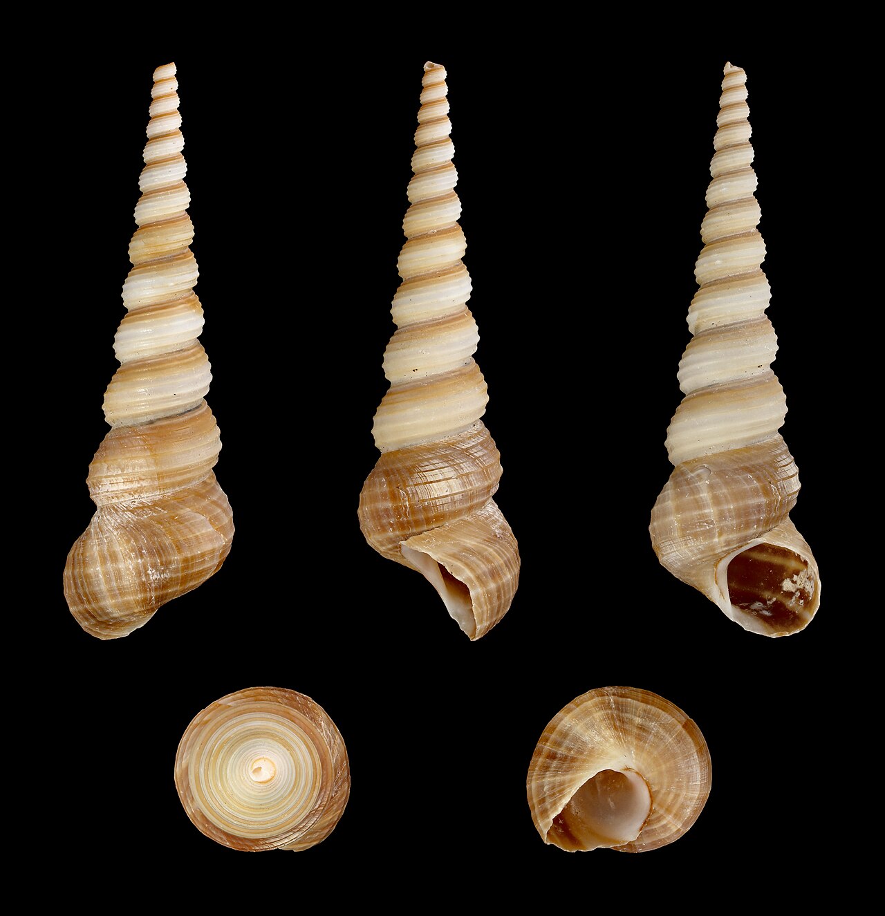 Three tower screw shells and two views from below: a tall brown tower of many whorls.