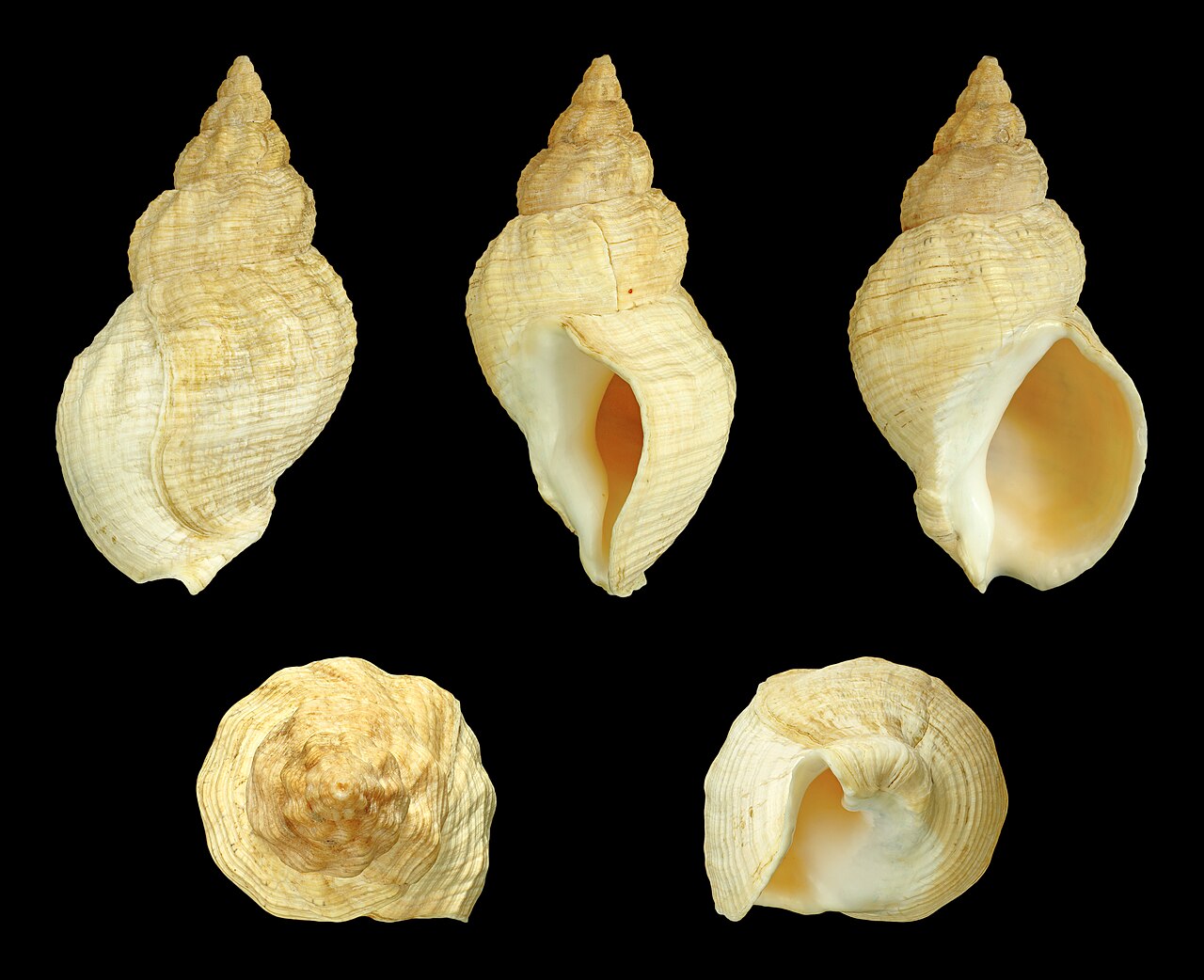 A common whelk from five sides: pale yellow, wavy folds, a large oval opening.