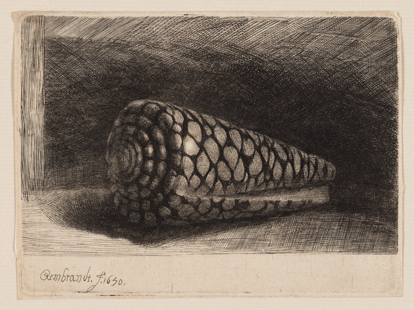 Rembrandt's etching of a cone shell lying on its side, spire to the left, covered in a net of dark lines.