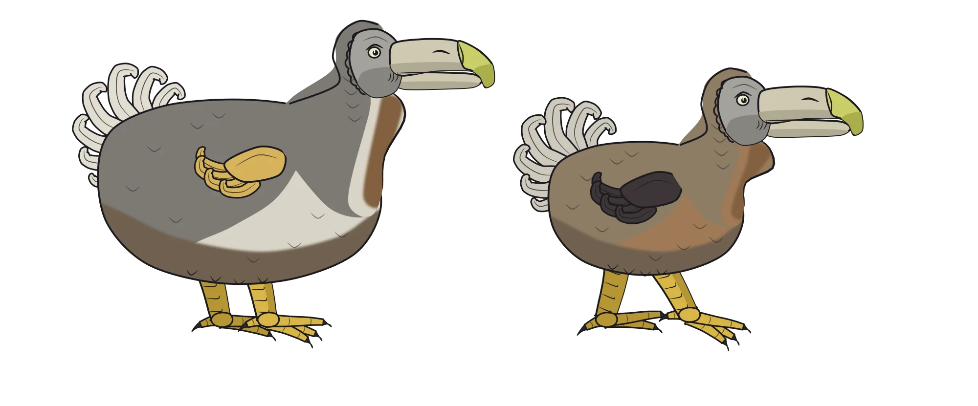 Savery's fat grey dodo beside Mansur's slim brown dodo, drawn to the same height against a ruler from 0 to 70 cm.