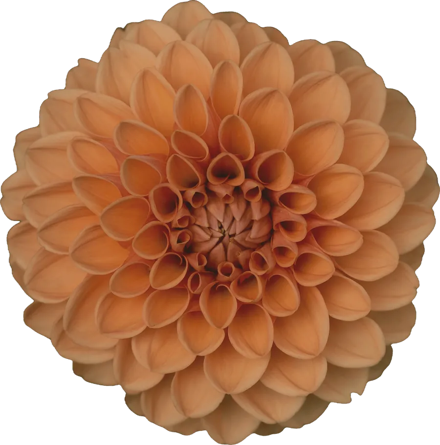 A dahlia, one of this week's flowers