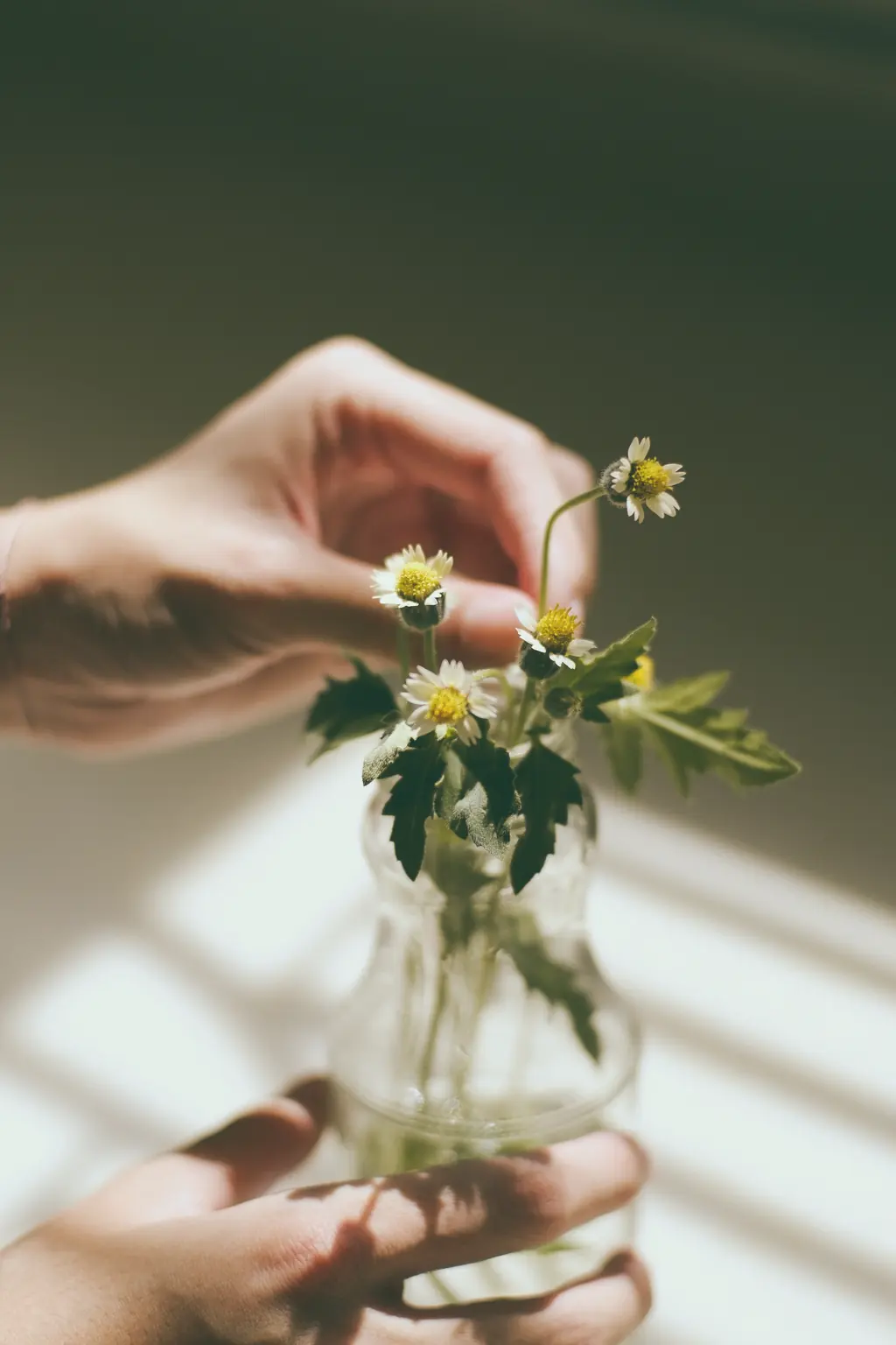 A hand setting a stem of small white flowers into a glass jar in window light