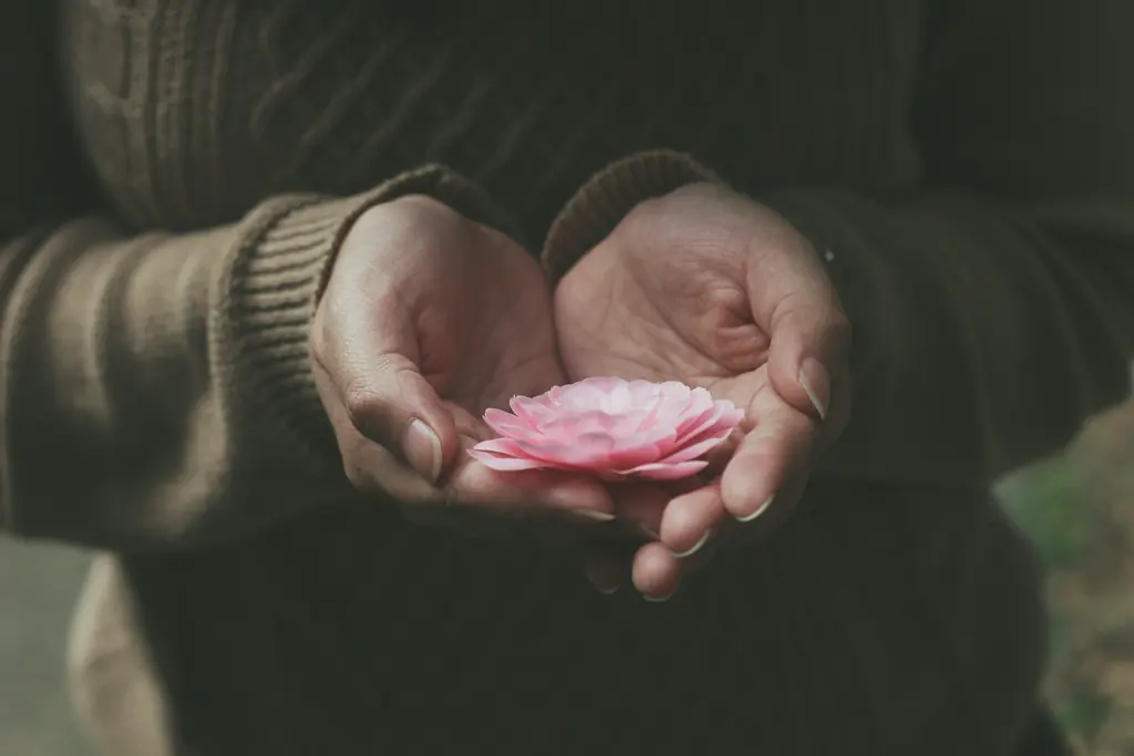 Cupped hands holding a pink ranunculus