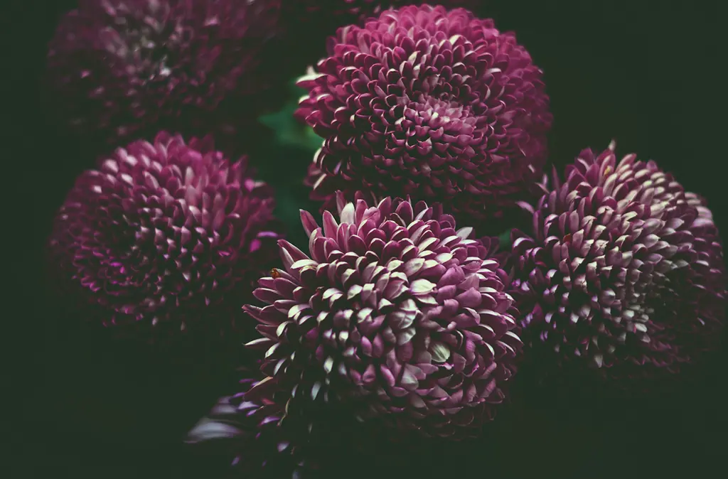 Magenta pompon chrysanthemums