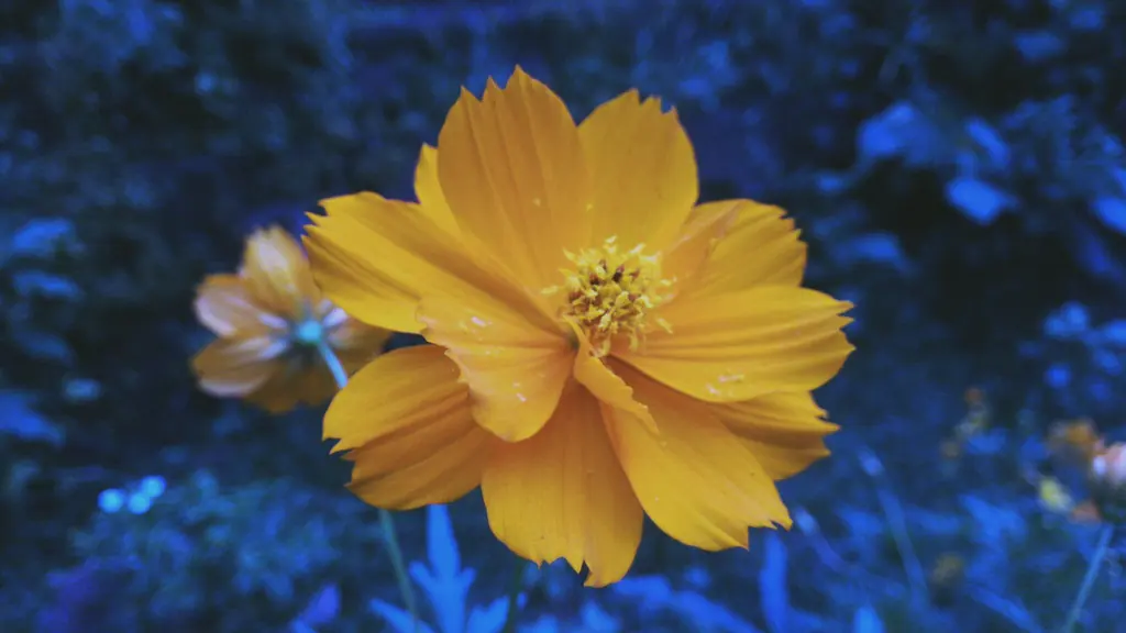 An orange cosmos flower