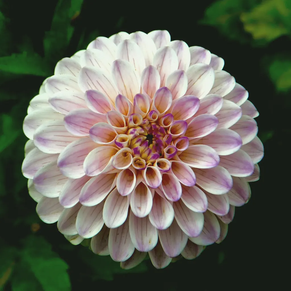A white dahlia with pink-tipped petals
