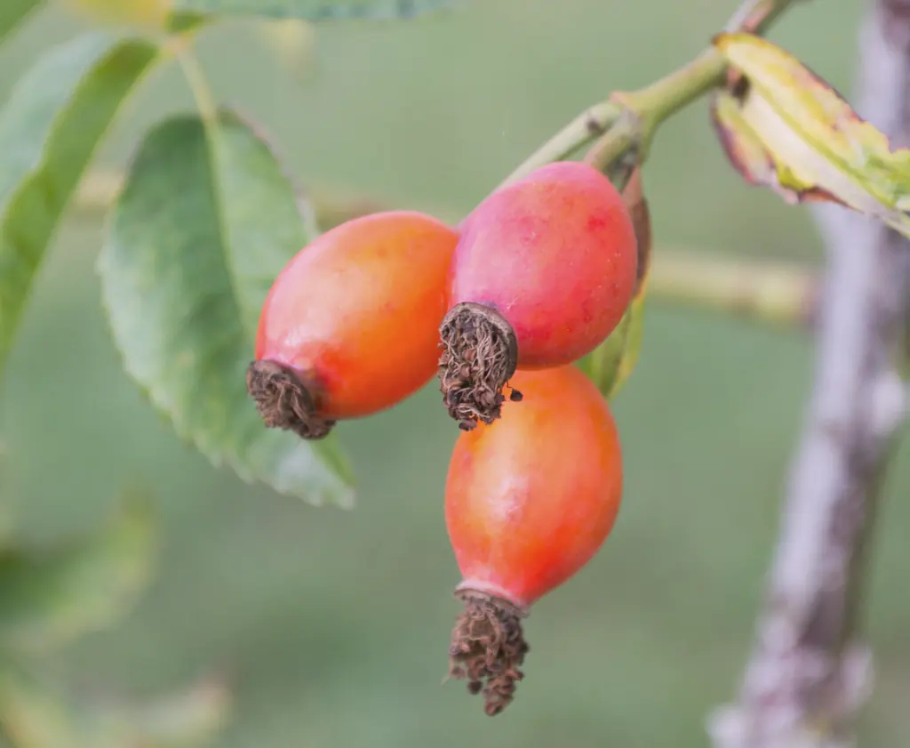 Three rose hips on a branch