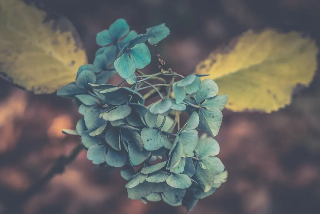 A blue hydrangea head turning in autumn