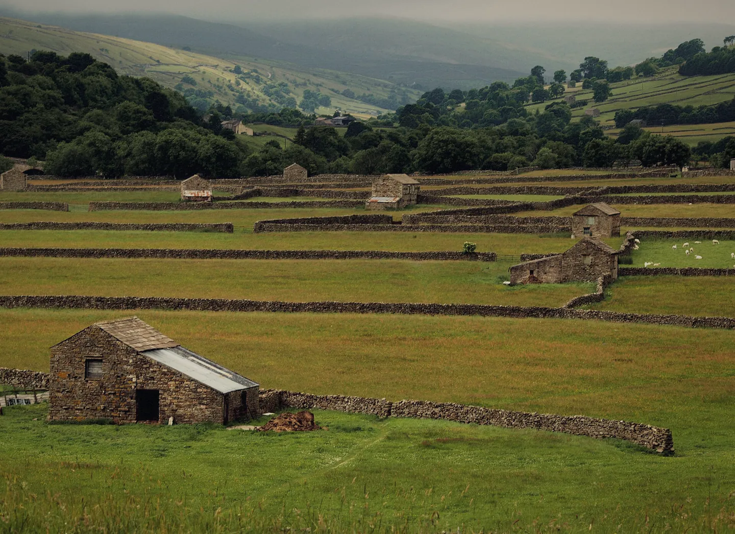 Swaledale valley floor: walled meadows with stone field barns