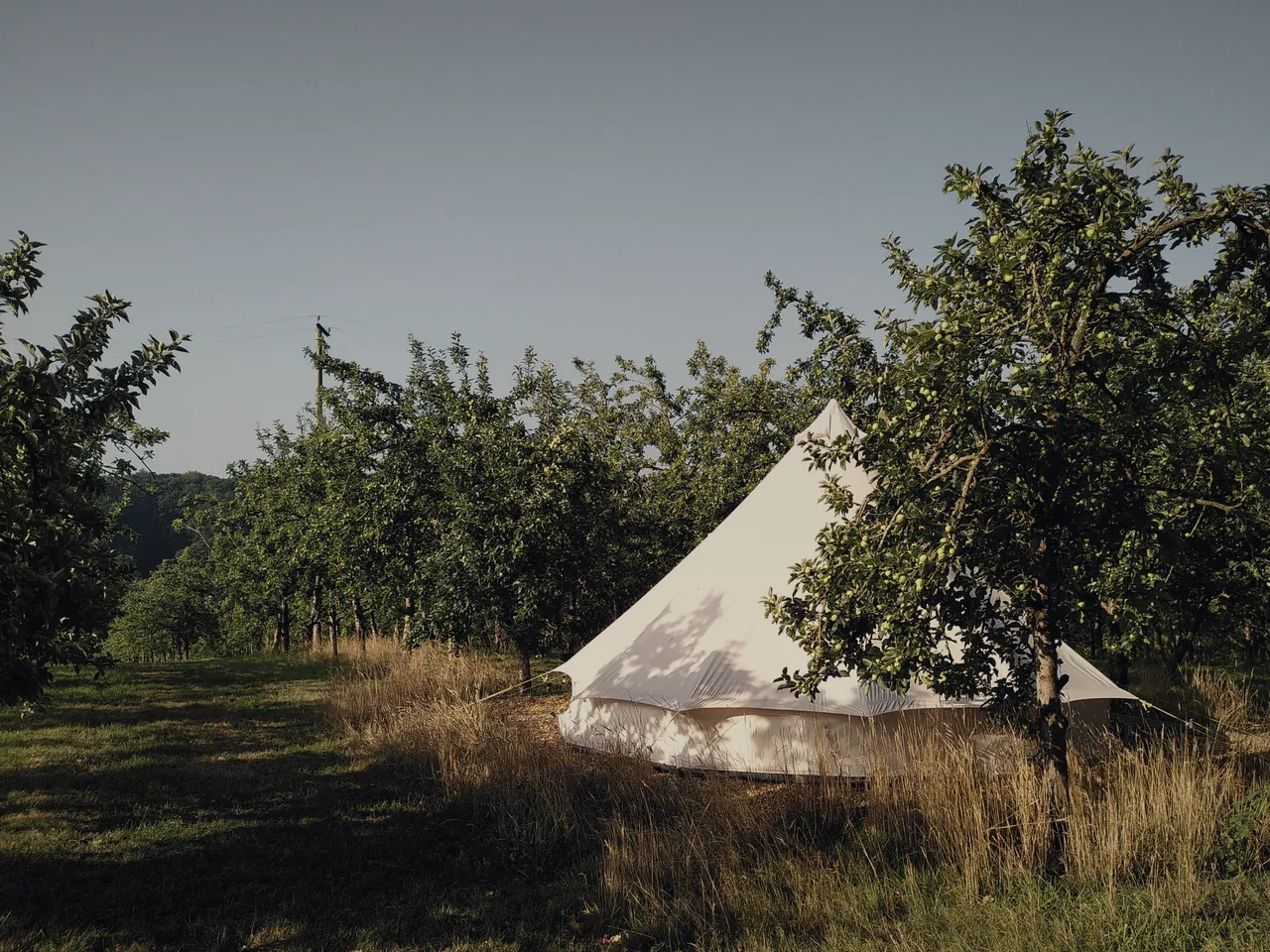 A white bell tent among trees in long summer grass
