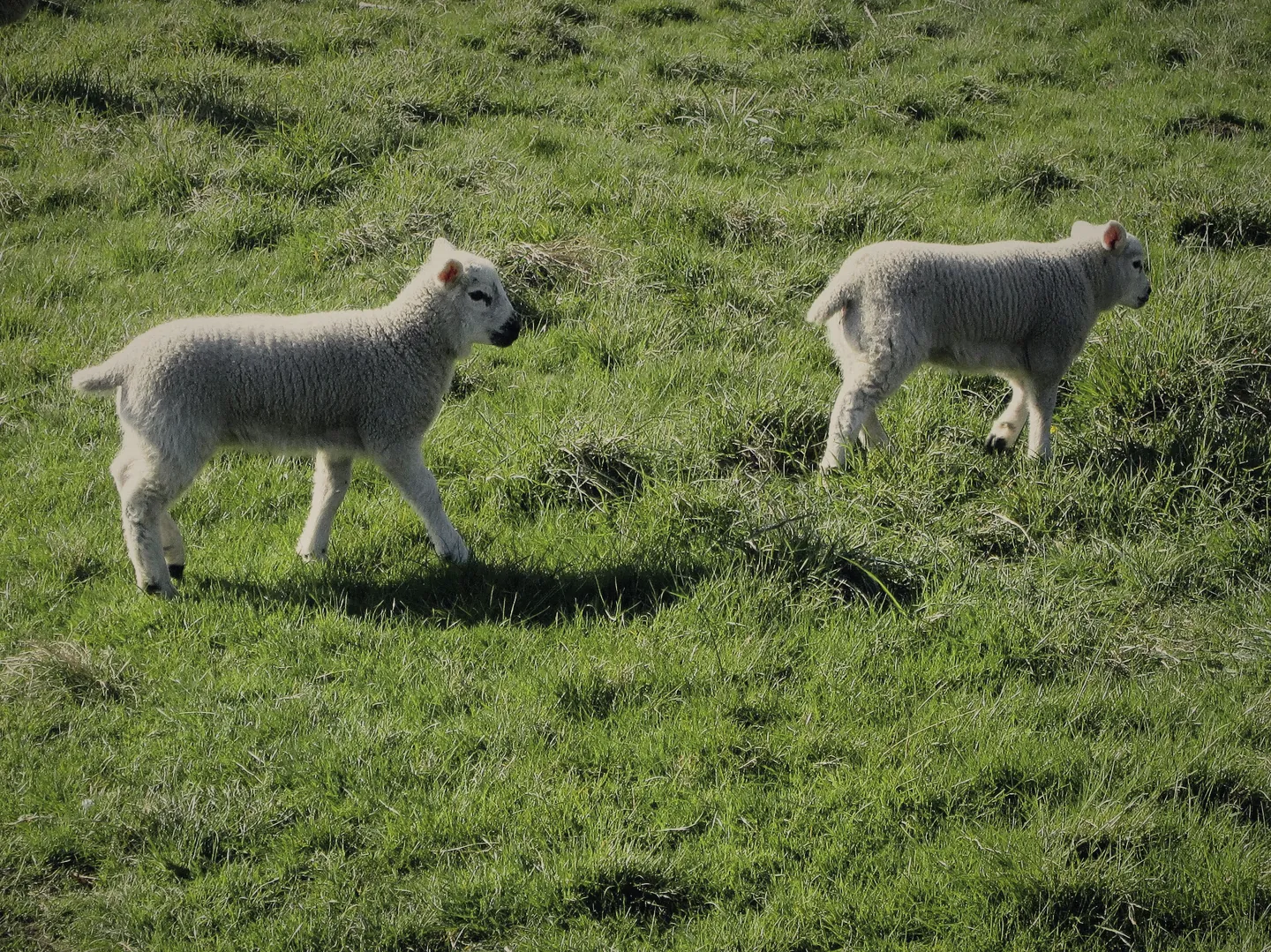 Two lambs on a grassy riverbank