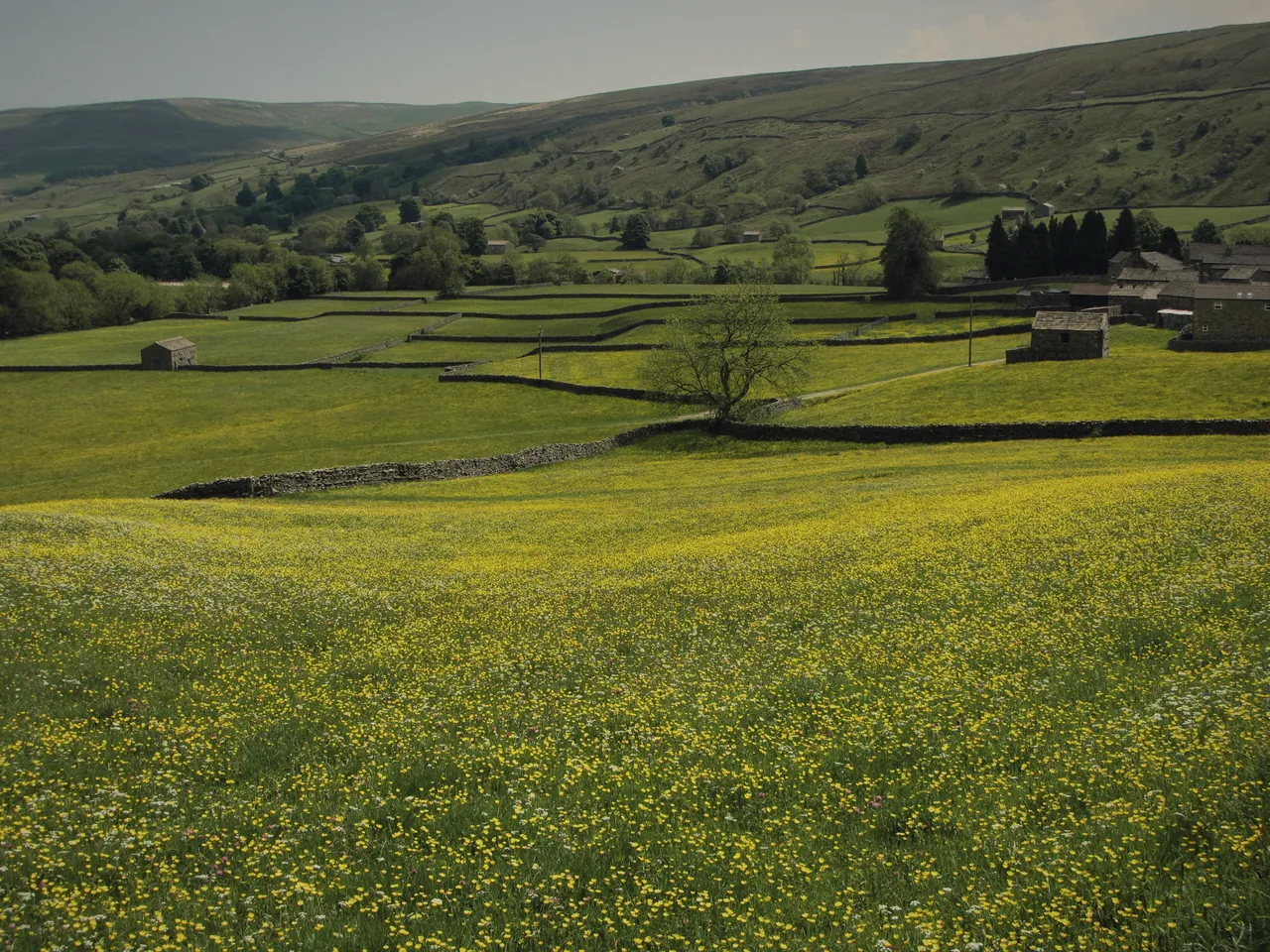 Hay meadows near Muker full of buttercups, field barns and walls behind